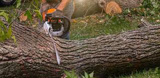 Best Tree Mulching  in Leesburg, OH