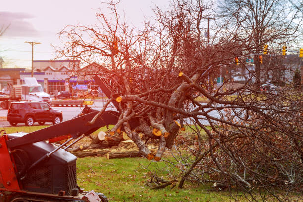 Professional Tree Care in Leesburg, OH
